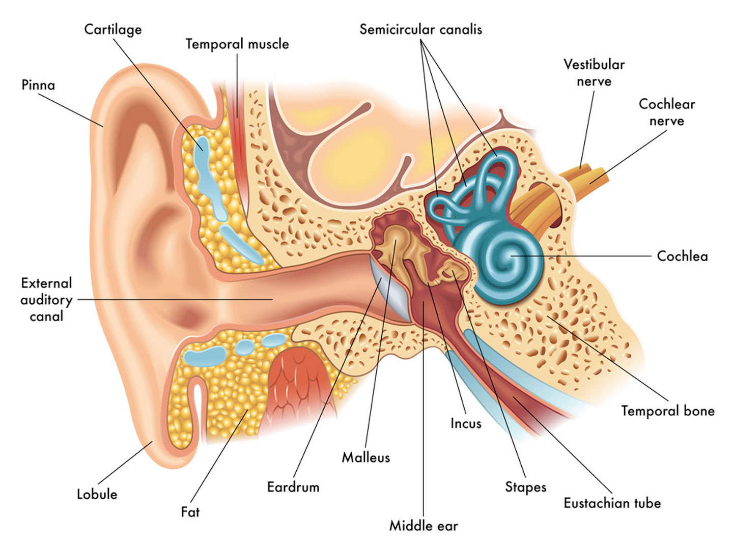 Cross section illustration of the ear anatomy